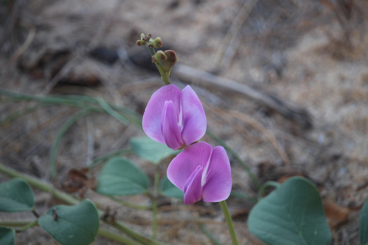 Canavalia rosea (Sw.) DC.